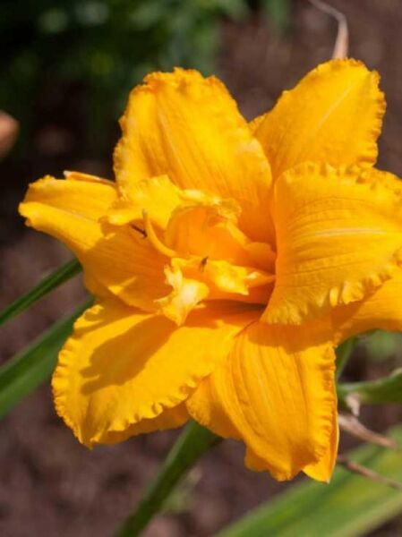 Taglilie 'Condilla' / Hemerocallis 'Condilla'
