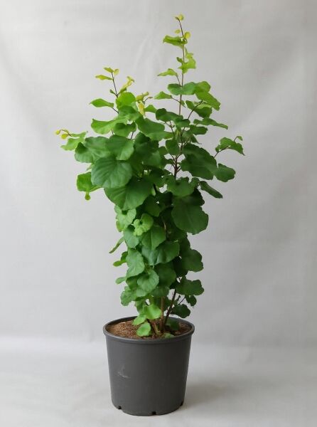 Gewöhnlicher Judasbaum (Cercis siliquastrum) 125-150 cm C20, mehrtriebiger Jungbaum im schwarzen Pflanztopf mit grünen Blättern