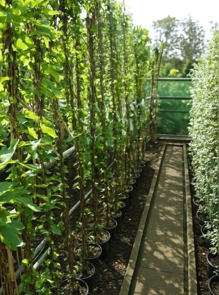 Lonicera japonica 'Hall's Prolific' / Japanisches Geißblatt 'Hall's Prolific' 175-200 cm C7, kletternde Pflanze im Topf mit Rankhilfe