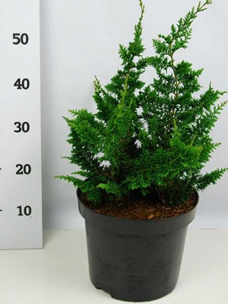 Hinoki-Scheinzypresse 'Teddy Bear' (Chamaecyparis obtusa) 40–50 cm, im schwarzen Topf C7 mit dichtem, grünem Nadelwerk.