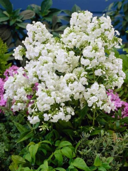 Hohe Garten-Flammenblume 'David' / Phlox paniculata 'David'