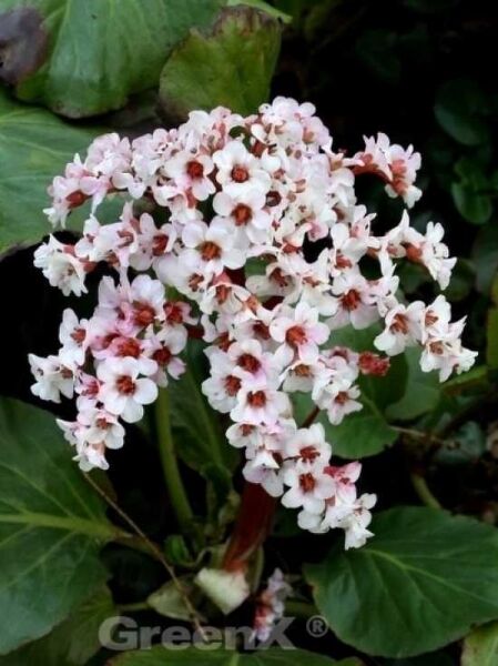 Garten-Bergenie 'Silberlicht' / Bergenia cordifolia 'Silberlicht'