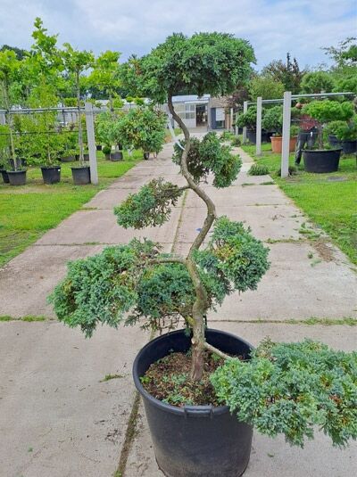 Garten-Bonsai  / Garten-Bonsai 