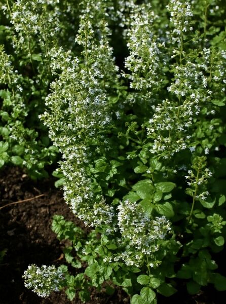Garten-Steinquendel (Calamintha nepeta) mit grünen Blättern und zahlreichen kleinen weißlichen Blüten an aufrechten Trieben