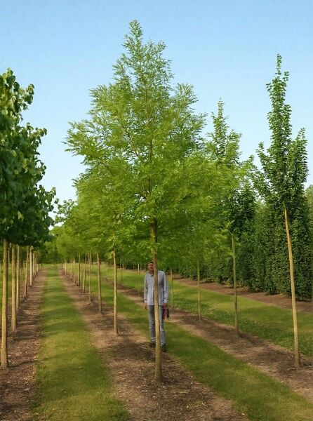 Sophora japonica 'Regent' / Schnurbaum 'Regent' Hochstamm 20-25 StU m. Db., junger Baum mit schlanker Krone im Quartier