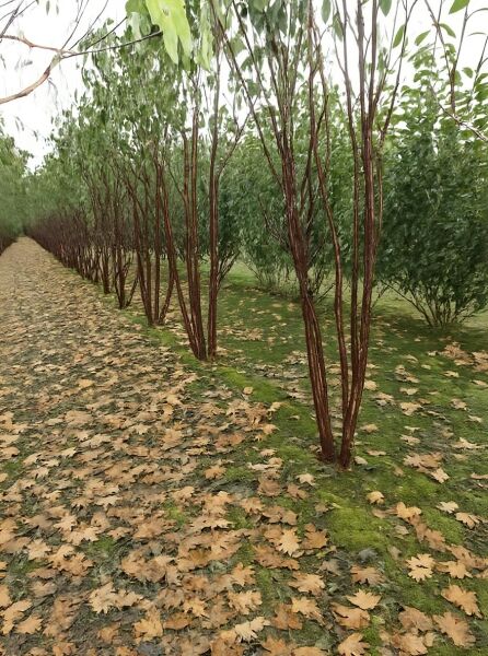 Prunus serrula (Mahagoni-Kirsche), Tibetanische Berg-Kirsche, mehrstämmig 400–450 cm, rotbraune Stämme im Bestand.