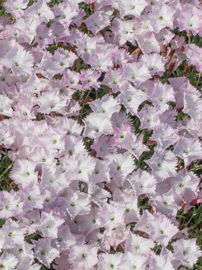 Pfingst-Nelke 'Whatfield Wisp' / Dianthus gratianopolitanus 'Whatfield Wisp'