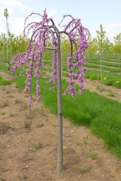 Hänge-Judasbaum 'Lavender Twist' / Cercis canadensis 'Lavender Twist'