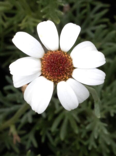 Marokkanische Margerite 'Casablanca' / Marokkanische Margerite 'Casablanca'