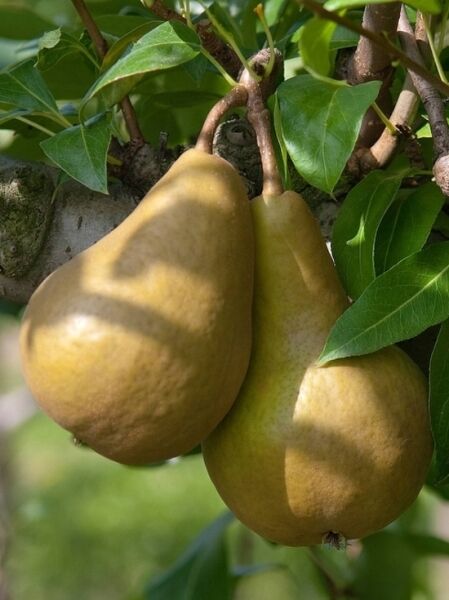 Birne 'Kaiser Alexander' / Bosc's Flaschenbirne / Pyrus communis 'Kaiser Alexander'