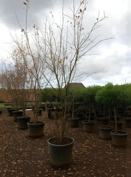 Amelanchier lamarckii, Kupfer-Felsenbirne 250-300 cm C110, mehrstämmiger Strauch im Container mit kahlen Zweigen und wenigen Blättern.