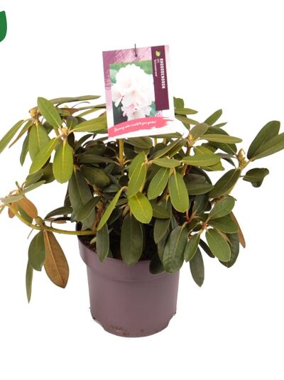 Rhododendron 'Schneekrone' - Rhododendron yakushimanum 'Schneekrone'