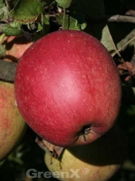 Apfel 'Sternrenette' / Malus domestica 'Sternrenette'