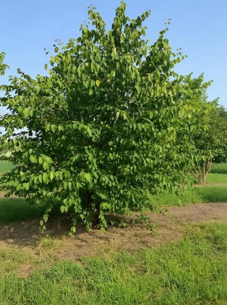 Cercidiphyllum japonicum (Judasblatt/Kuchenbaum) Solitär 350–400 cm m. Db., mehrstämmiger Baum mit dichter Krone und grünem Laub