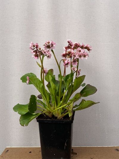 Garten-Bergenie 'Baby Doll' - Bergenia cordifolia 'Baby Doll'