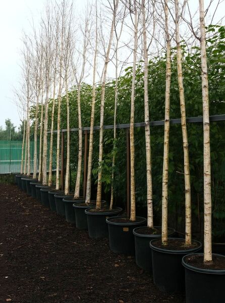 Weißrindige Himalaja-Birke (Betula utilis jacquemontii) Hochstamm 16-18 StU im Container, Reihe schlanker Stämme in Töpfen