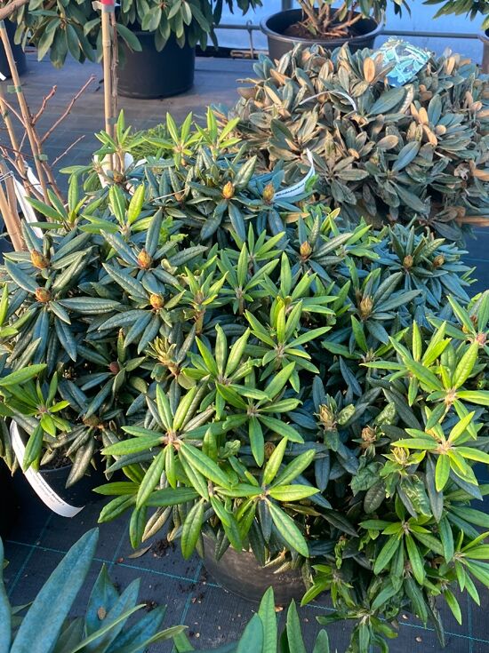 thuja angebote Thuja Smaragd kaufen