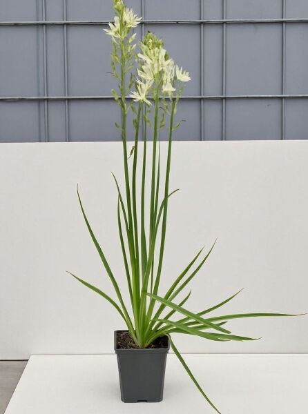 Prärielilie Camassia leichtlinii 'Alba' im P11-Topf, mit weißen Blütenrispen und schmalen, grünen Blättern.