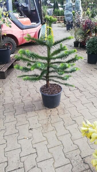 Chilenische Schmucktanne (Araucaria araucana) im C30-Topf, ca. 90–100 cm, junge Araukarie mit etagenförmigen Ästen.