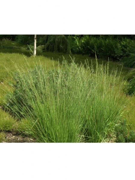 Kleines Pfeifengras 'Rotschopf' / Molinia caerulea 'Rotschopf'