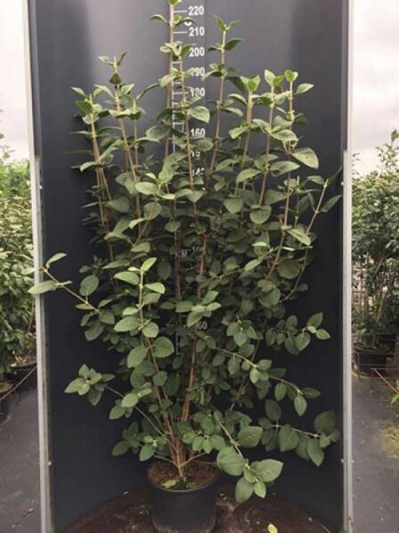 Viburnum lantana / Wolliger Schneeball, Strauch im Topf C20, ca. 175-200 cm, mehrtriebig mit ovalen grünen Blättern