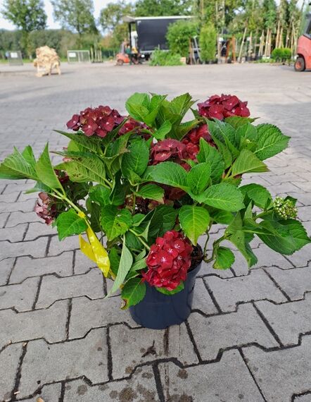 Bauern-Hortensie 'Sibilla' (Hydrangea macrophylla) 30-40 cm C5 im Topf mit dunkelroten Blüten und grünen Blättern