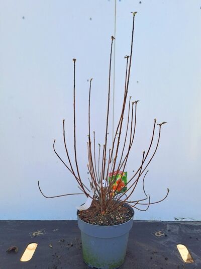 Enkianthus campanulatus (Glockige Prachtglocke) 60–80 cm C5 im Topf, mehrtriebiger Strauch mit langen, aufrechten Trieben.