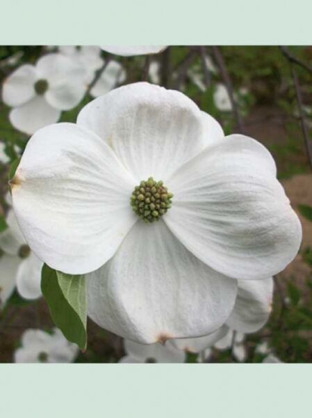 Nuttalls Blüten-Hartriegel 'Portlemouth' / Cornus nuttallii 'Portlemouth'