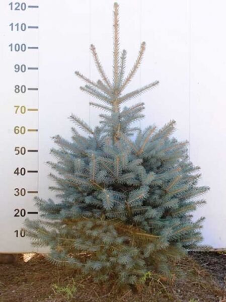 Picea pungens 'Glauca' / Blaue Stech-Fichte