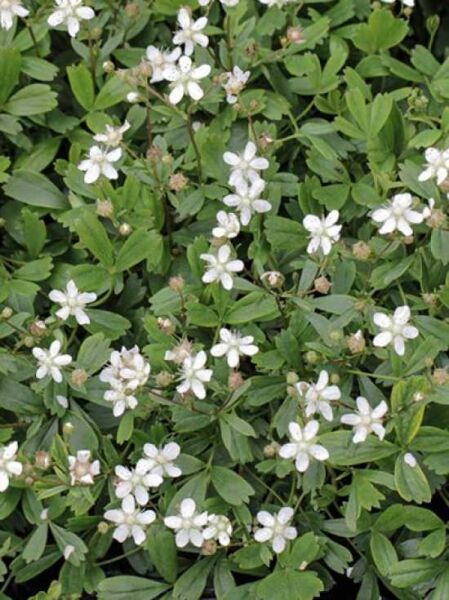 Teppich-Fingerkraut 'Minima' / Potentilla tridentata 'Minima'
