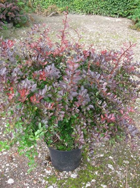 Blut-Berberitze (Berberis thunbergii) 'Atropurpurea' 60–80 cm C12 im Topf, rötlich-violettes Laub, buschiger Wuchs.
