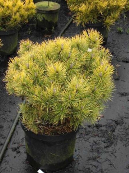 Pinus mugo 'Ophir' / gelbe Zwergkiefer / Bergkiefer 'Ophir'