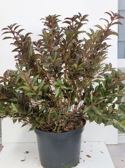 Glockenstrauch 'Ebony Ivory ®' / Weigela 'Ebony Ivory ®'