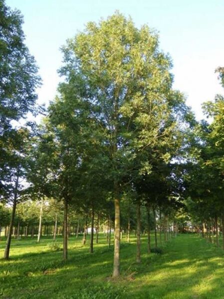 Nichtfruchtende Straßen-Esche 'Westhof's Glorie' / Fraxinus excelsior 'Westhof's Glorie'