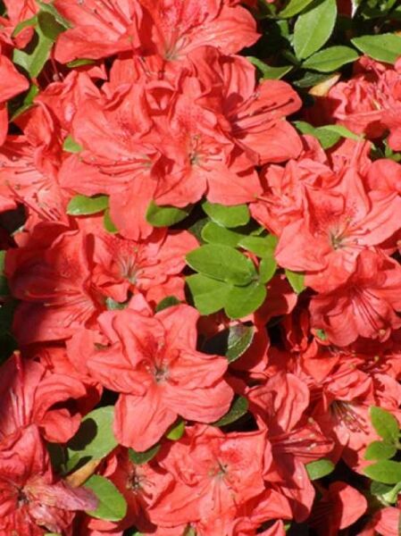 Rhododendron obtusum 'Bine' / Japanische Azalee 'Bine'