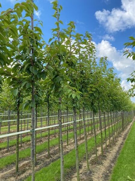 Prunus serrulata 'Kanzan' Japanische Blütenkirsche, 225 cm Stamm 12-14 StU, mit Drahtballen im Feldanbau