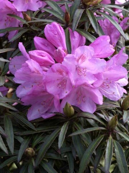 Pontischer Rhododendron 'Graziella' / Rhododendron ponticum 'Graziella'