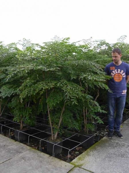 Japanische Aralie (Aralia elata) 150-175 cm C30 im Topf, mehrstämmige Pflanze mit gefiederten grünen Blättern.