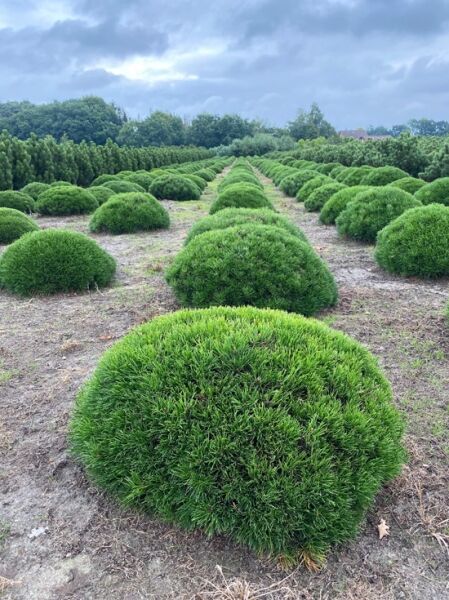 Pinus mugo mughus 'lebender Stein' / Formschnitt 'lebender Stein'