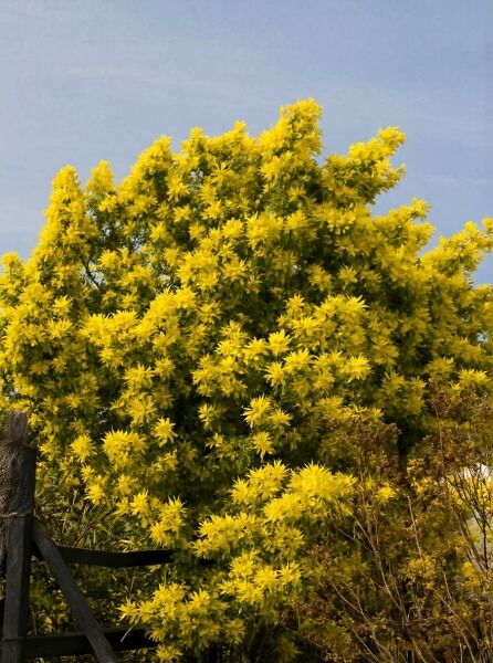 Silber-Akazie (Acacia dealbata) als Strauch mit dichtem, gelb blühendem Laub und feinen, gefiederten Blättern.