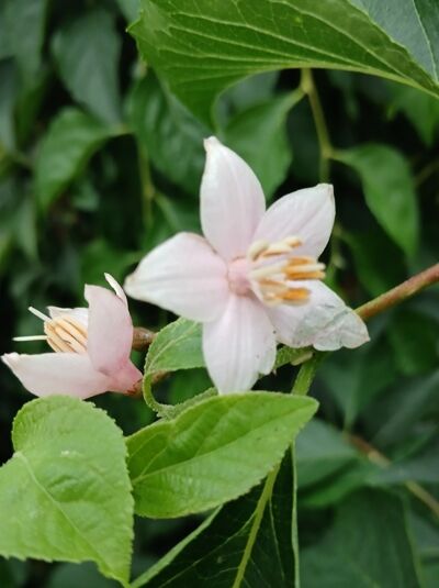 Japanischer Storaxbaum - Styrax japonicus ‘Rubra Pendula‘