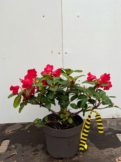 Rhododendron repens 'Abendrot' / Zwerg-Rhododendron 'Abendrot' 20-30 cm C2 mit roten Blüten im Topf