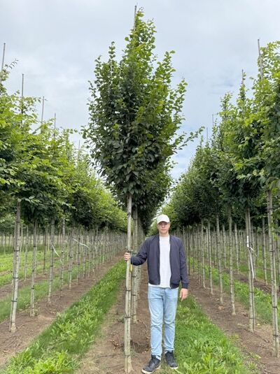 Säulen-Hainbuche (Carpinus betulus) 'Frans Fontaine' Hochstamm 14-16 StU mit Drahtballen, schlanke säulenförmige Krone im Feld.