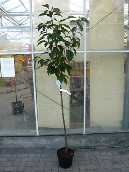 Prunus serrulata 'Kanzan' – Japanische Nelken-Kirsche, 110 cm Stamm, C7, Hochstamm im Topf mit grünem Laub.