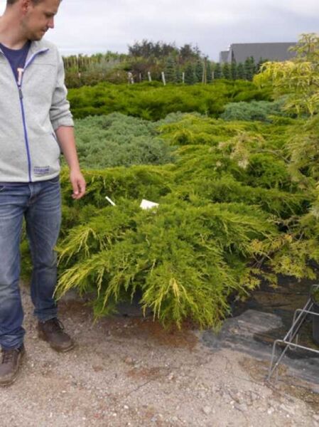 Juniperus pfitzeriana 'Pfitzeriana Aurea' / Gelber Pfitzer-Wacholder 80–100 cm (breit), Container C20, gelbgrünes Nadelgehölz