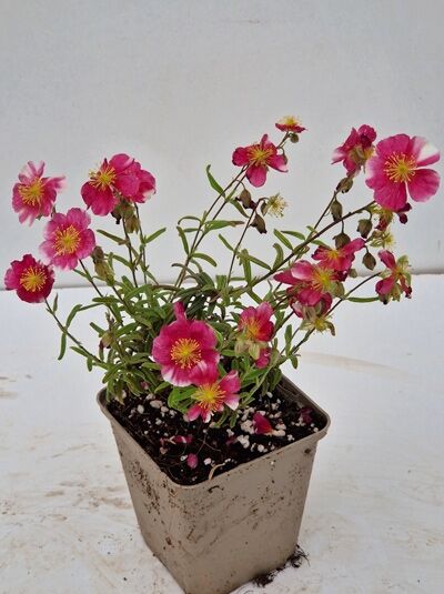 Sonnenröschen Helianthemum cultorum 'Raspberry Ripples' im Topf P9, rosa Blüten mit gelber Mitte und schmalem Laub