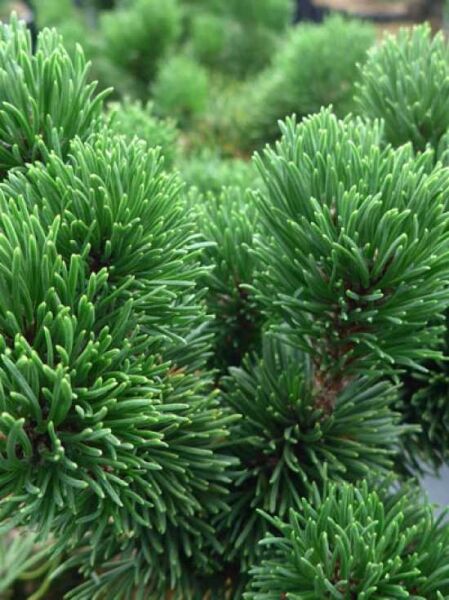 Pinus mugo 'Jakobsen' / Bizarre Zwerg-Kiefer 'Jakobsen'