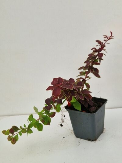 Berberitze 'Orange Dream' (Berberis thunbergii 'Orange Dream') im P9-Topf mit rötlich-grünen Blättern und aufrechten Trieben