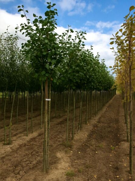 Schwarz-Erle (Alnus glutinosa) 'Pyramidalis' Hochstamm, schmaler Kronenaufbau mit dichtem, grünem Laub.