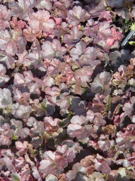 Purpurglöckchen 'Petite Pearl Fairy ®' / Heuchera micrantha 'Petite Pearl Fairy ®'